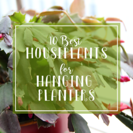 10 best plants for hanging planters