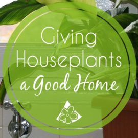 Houseplants growing conditions