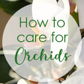orchid care and feeding